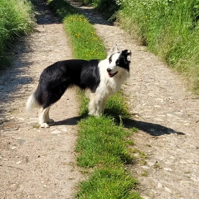 chien lost   50520 Juvigny les Vallées Saphir